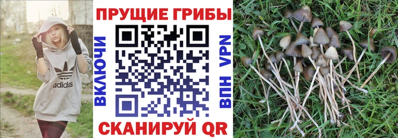 Купить  Дигора  Галлюциногенные грибы Magic Shrooms 